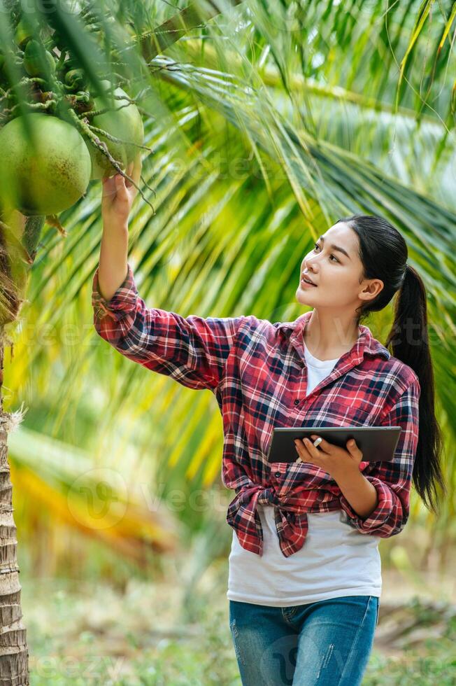 Portrait of Happy Asian young  farmer woman check quality of coconut in farm and using tablet computer to take orders online for customers. Agricultural and technology concepts. photo