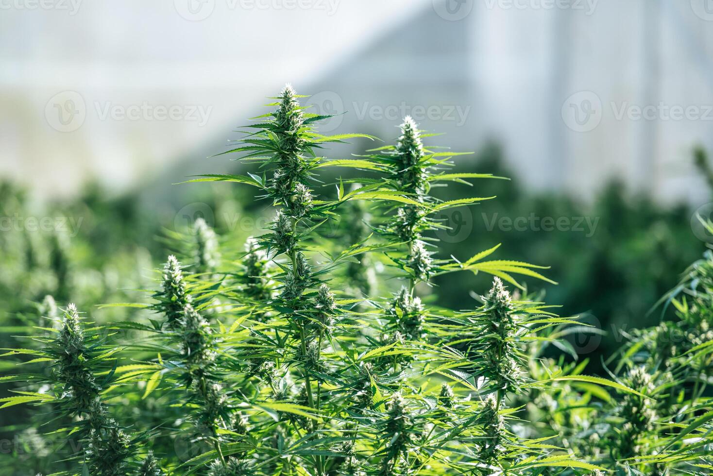 Organic cannabis background herb on the farm. Cannabis leaves of a plant, Cannabis Farm. Cannabis business and alternative medicine concept. photo