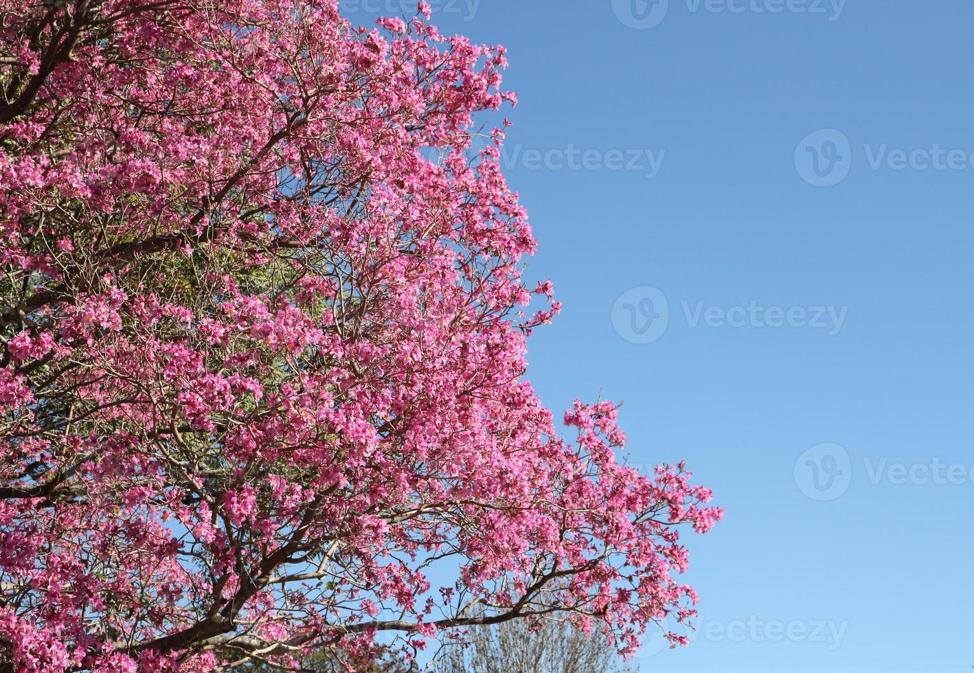 pink lapacho in flower in south america photo