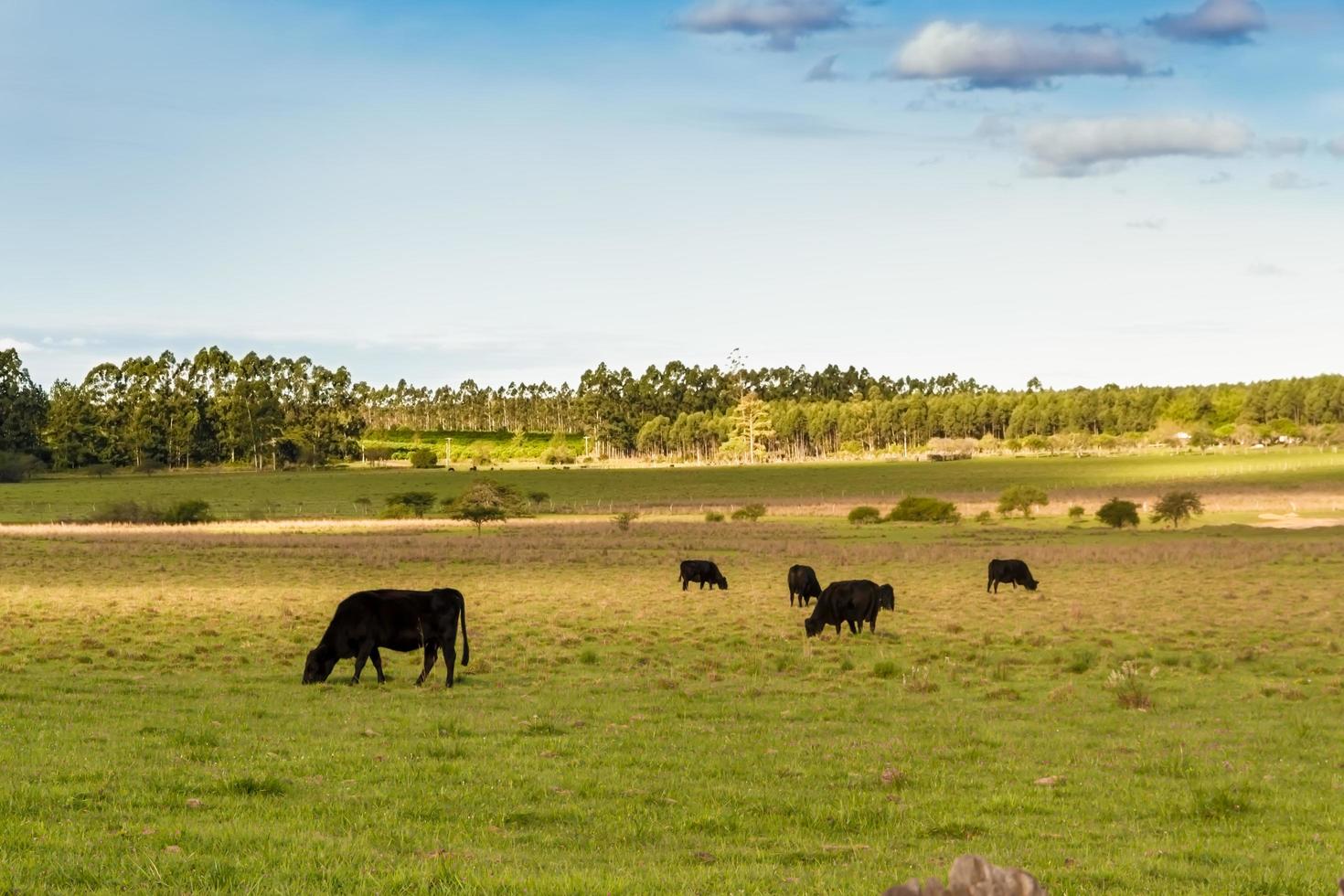 vacas pasto en el verde argentino campo foto