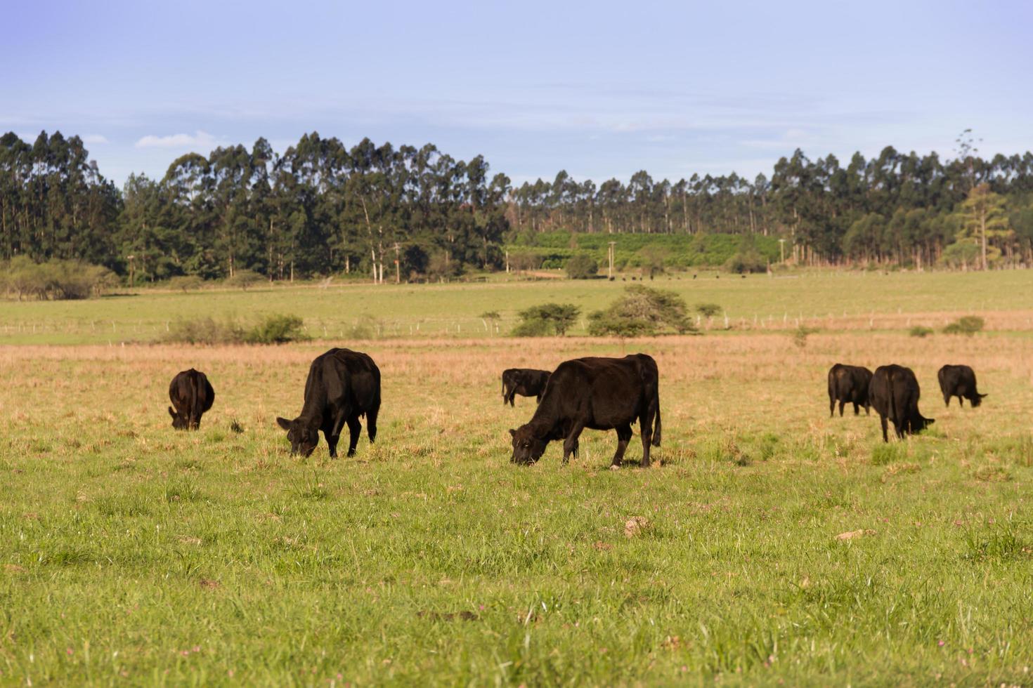 cows grazing in the green Argentine countryside photo