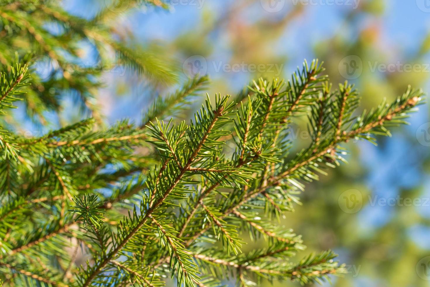 Natural evergreen branches with needles of Xmas tree in pine forest. Close-up view of fir branches ready for festive decoration for Happy New Year photo