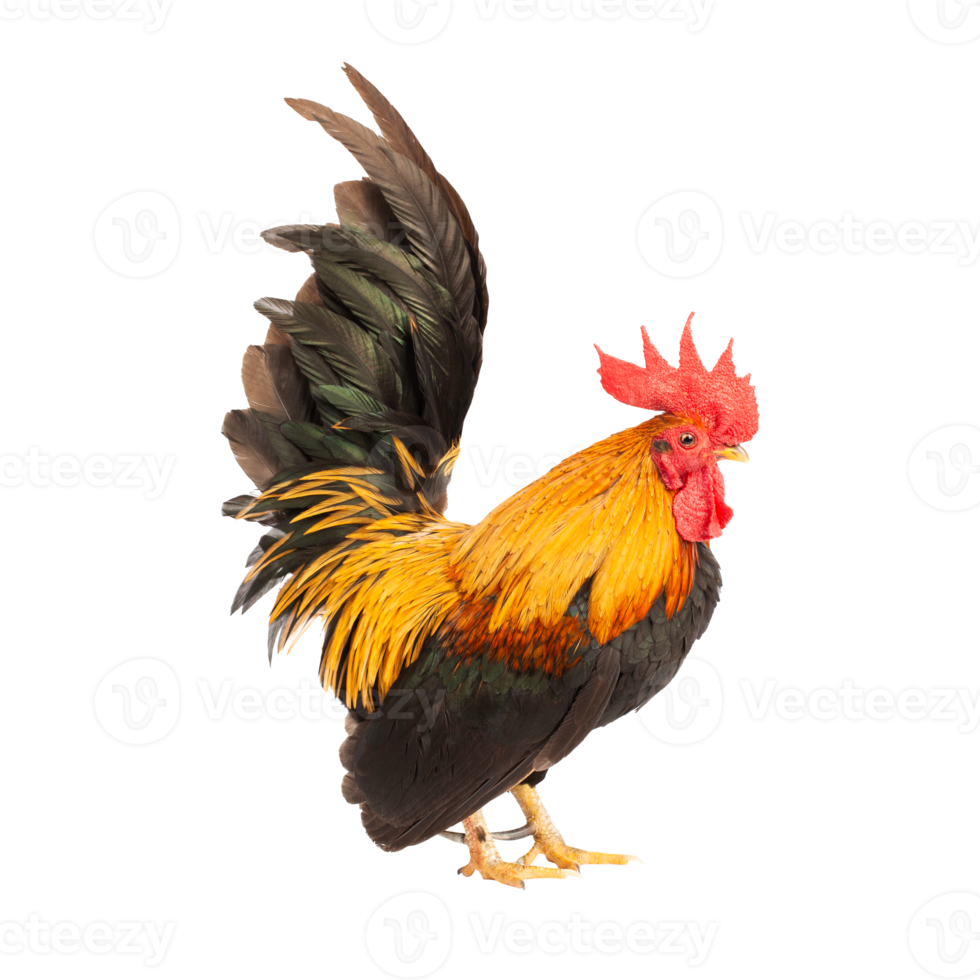 Portrait of bantam chicken on transparent background, PNG file