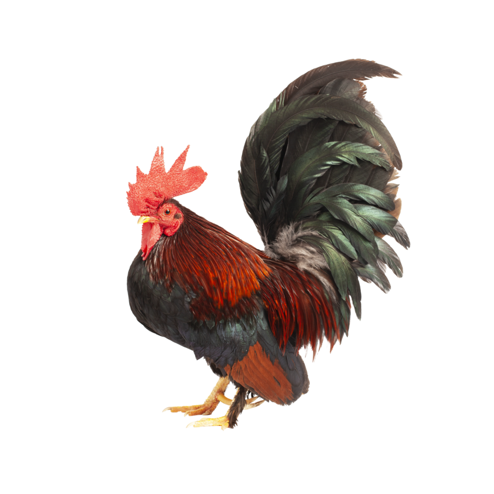 Portrait of bantam chicken on transparent background, PNG file