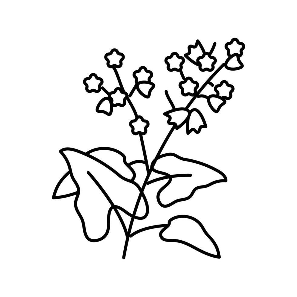 buckwheat plant healthy line icon vector illustration