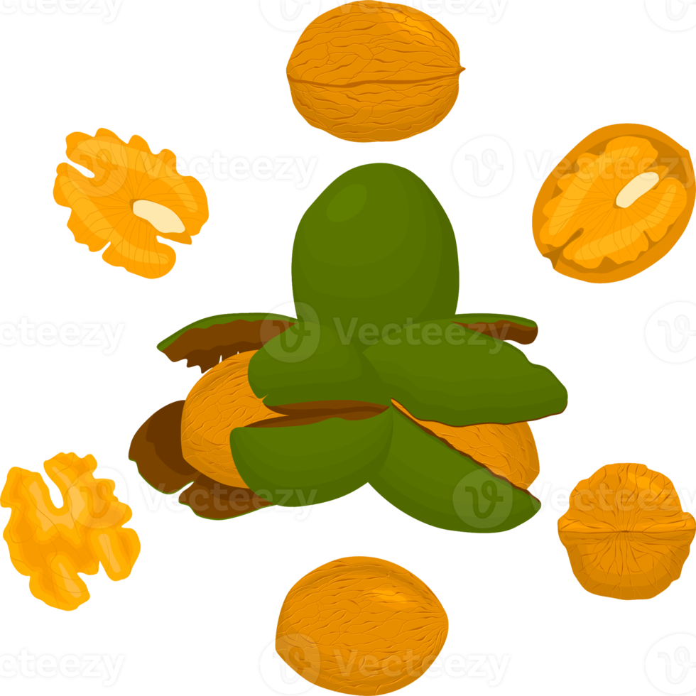 groot reeks verschillend types okkernoot in notedop png