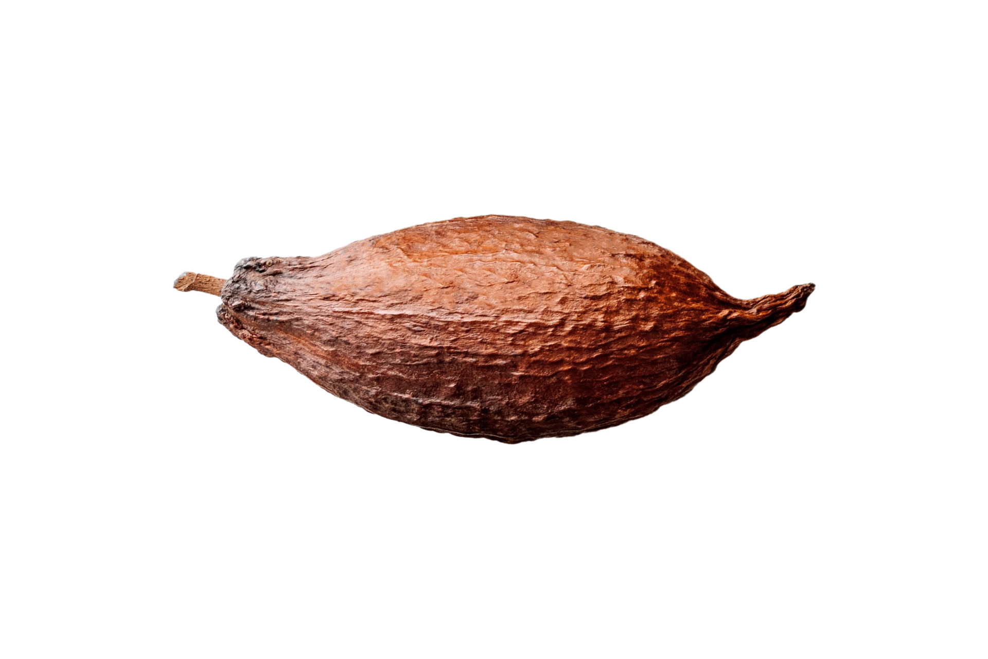 Cocoa fruit isolated on a transparent background 21275027 PNG