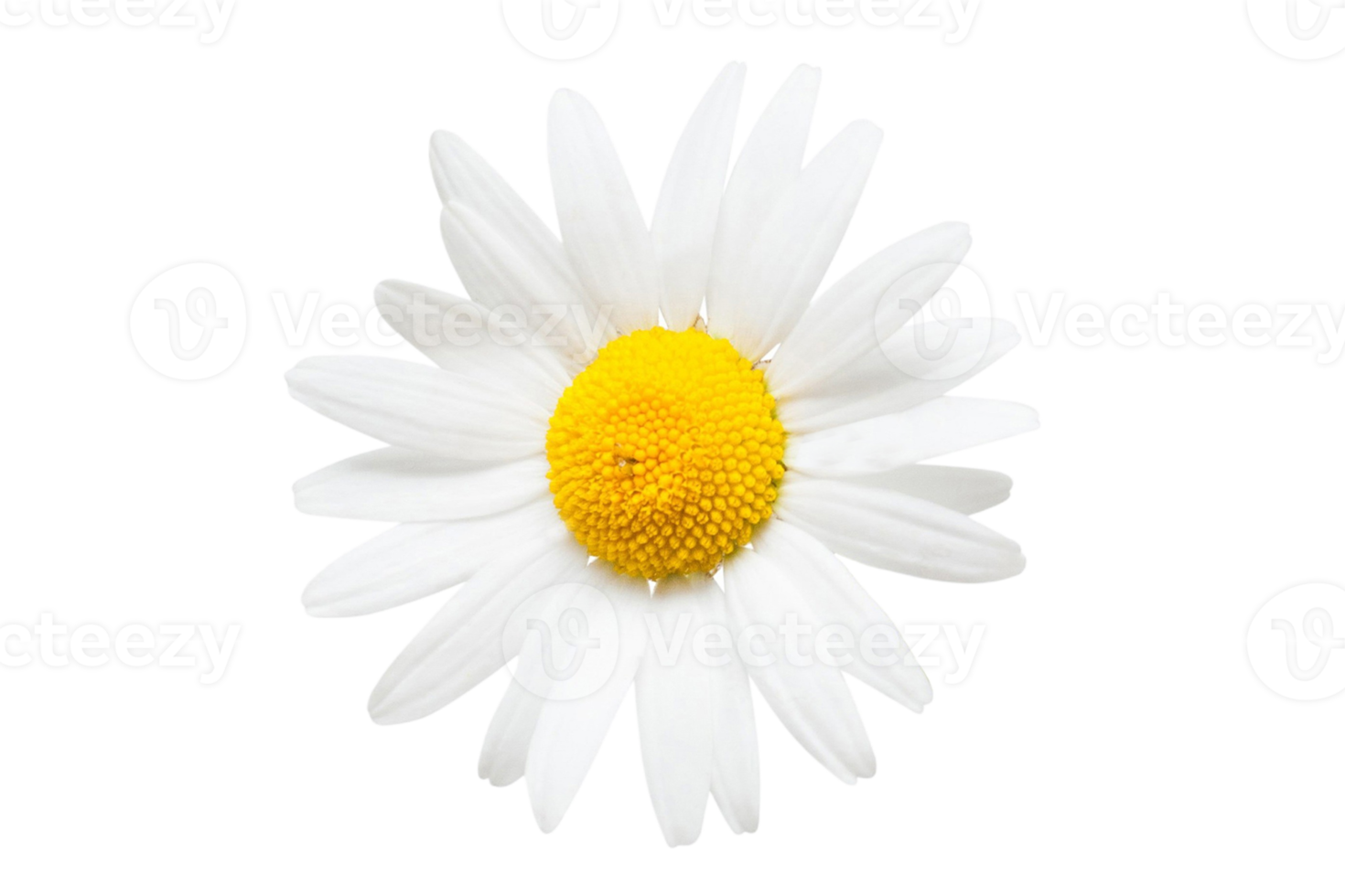 White flower isolated on a transparent background png