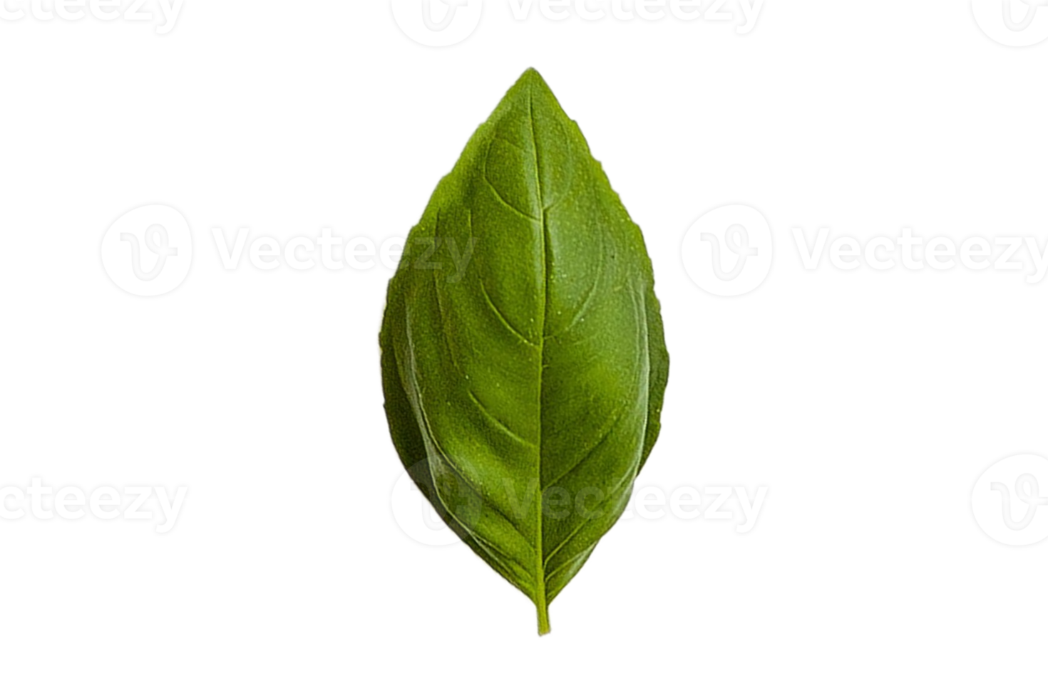 Fresh basil isolated on a transparent background png
