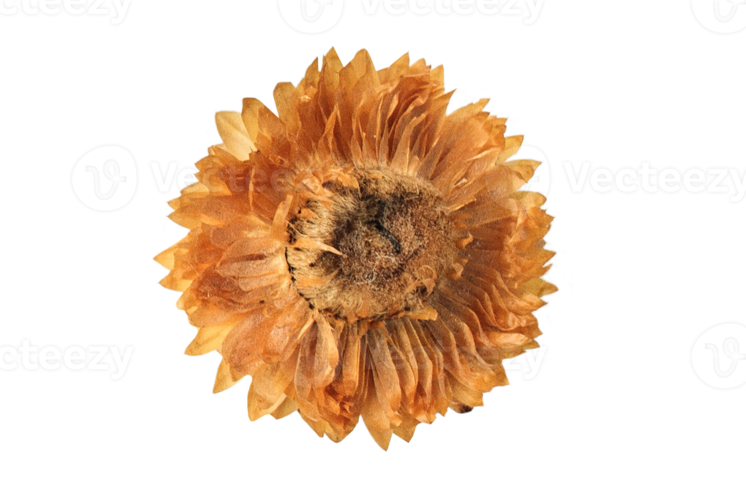 Orange flower isolated on a transparent background png