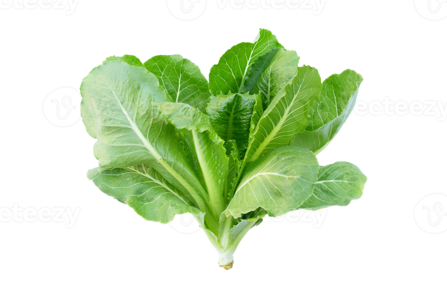 vert des légumes isolé sur une transparent Contexte png