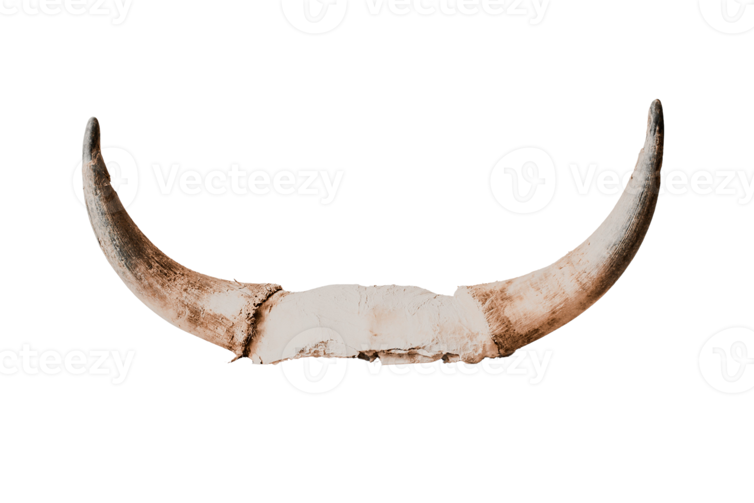 Beige horns isolated on a transparent background png