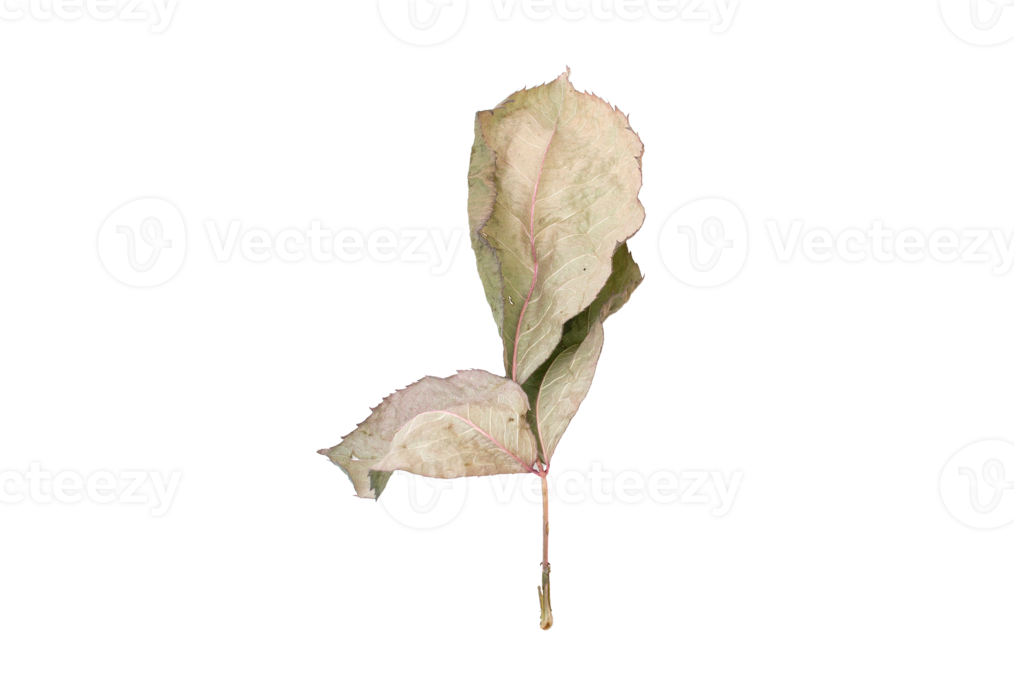 Beige dried leaf isolated on a transparent background png