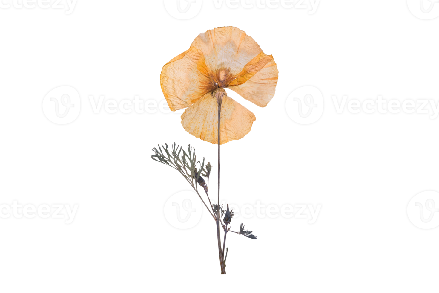 Orange séché fleur isolé sur une transparent Contexte png