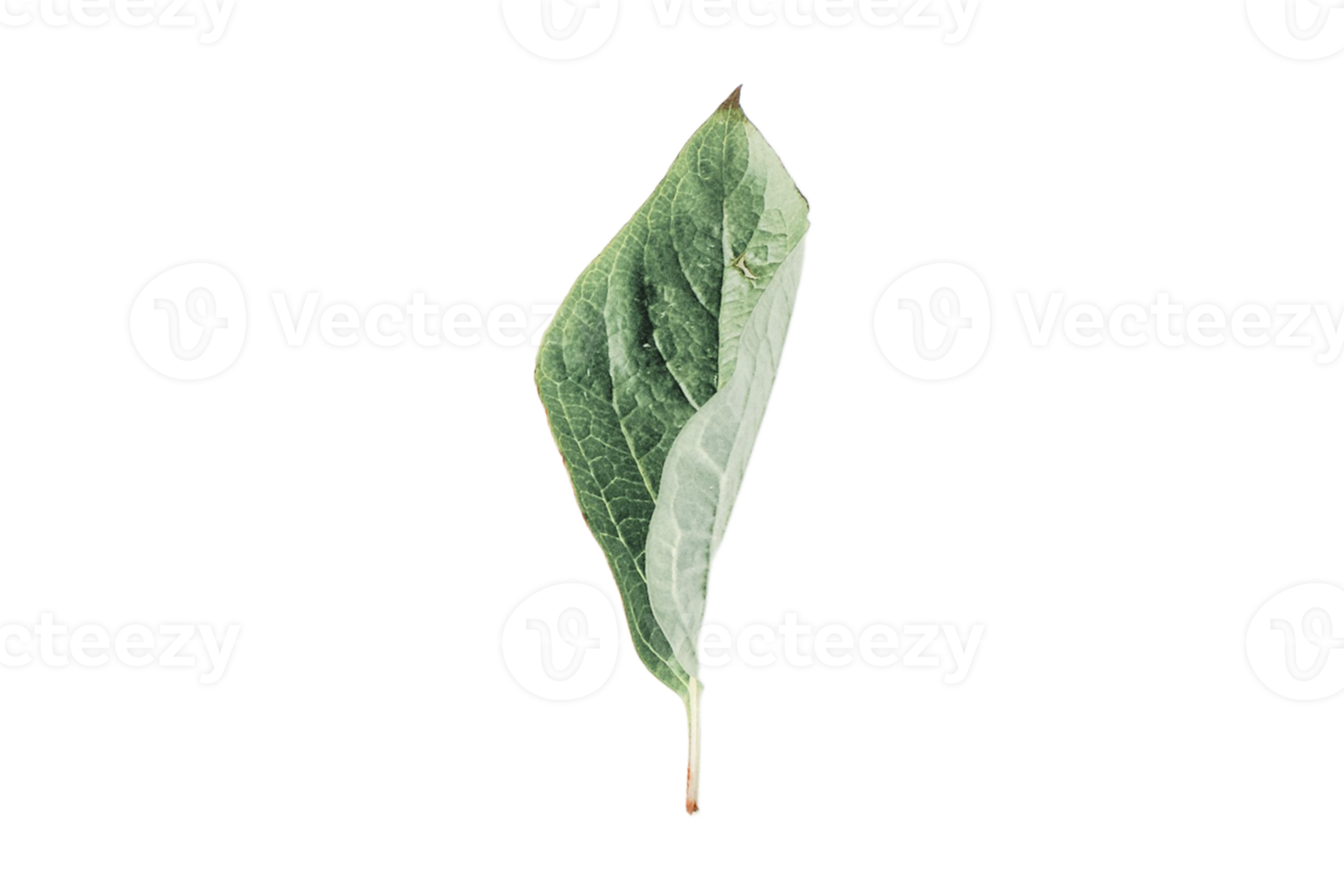 Dried leaves isolated on a transparent background png