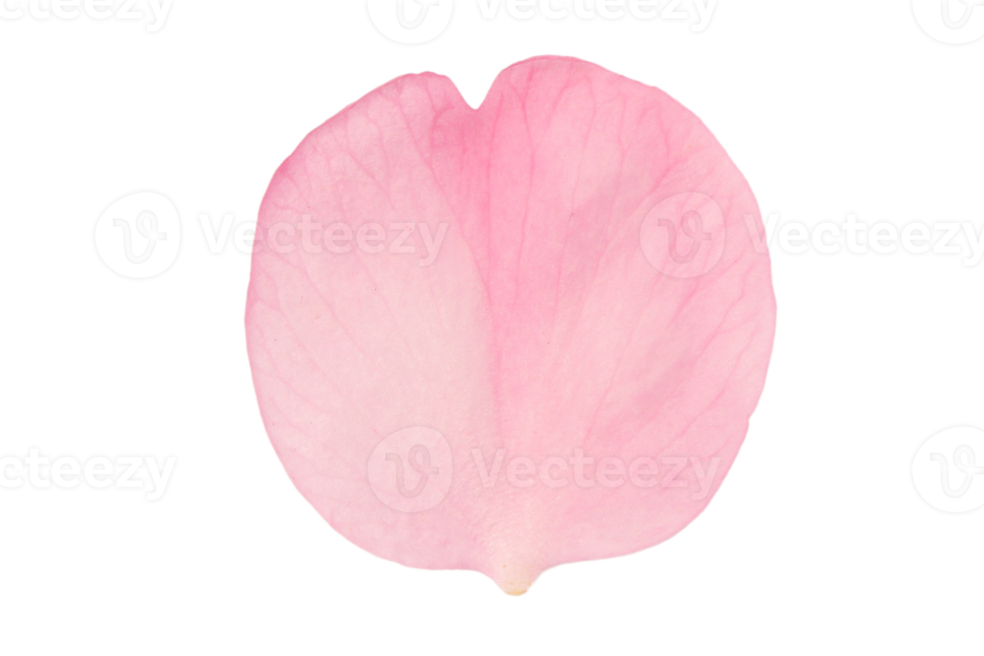 Pink petal isolated on a transparent background 21275193 PNG