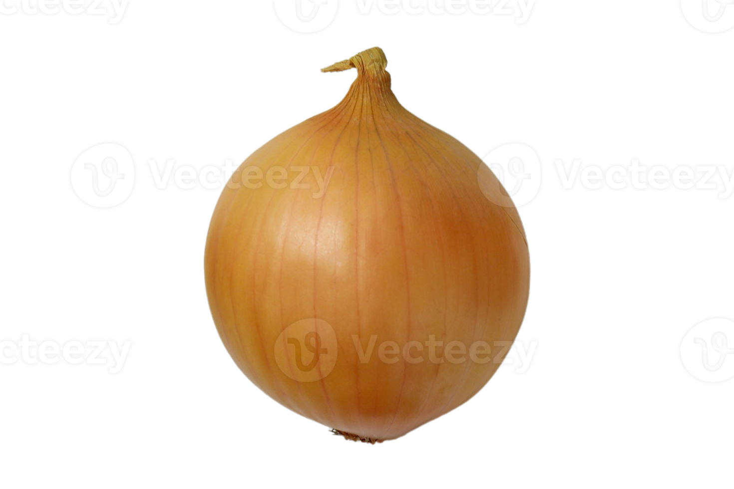des légumes oignon isolé sur une transparent Contexte png