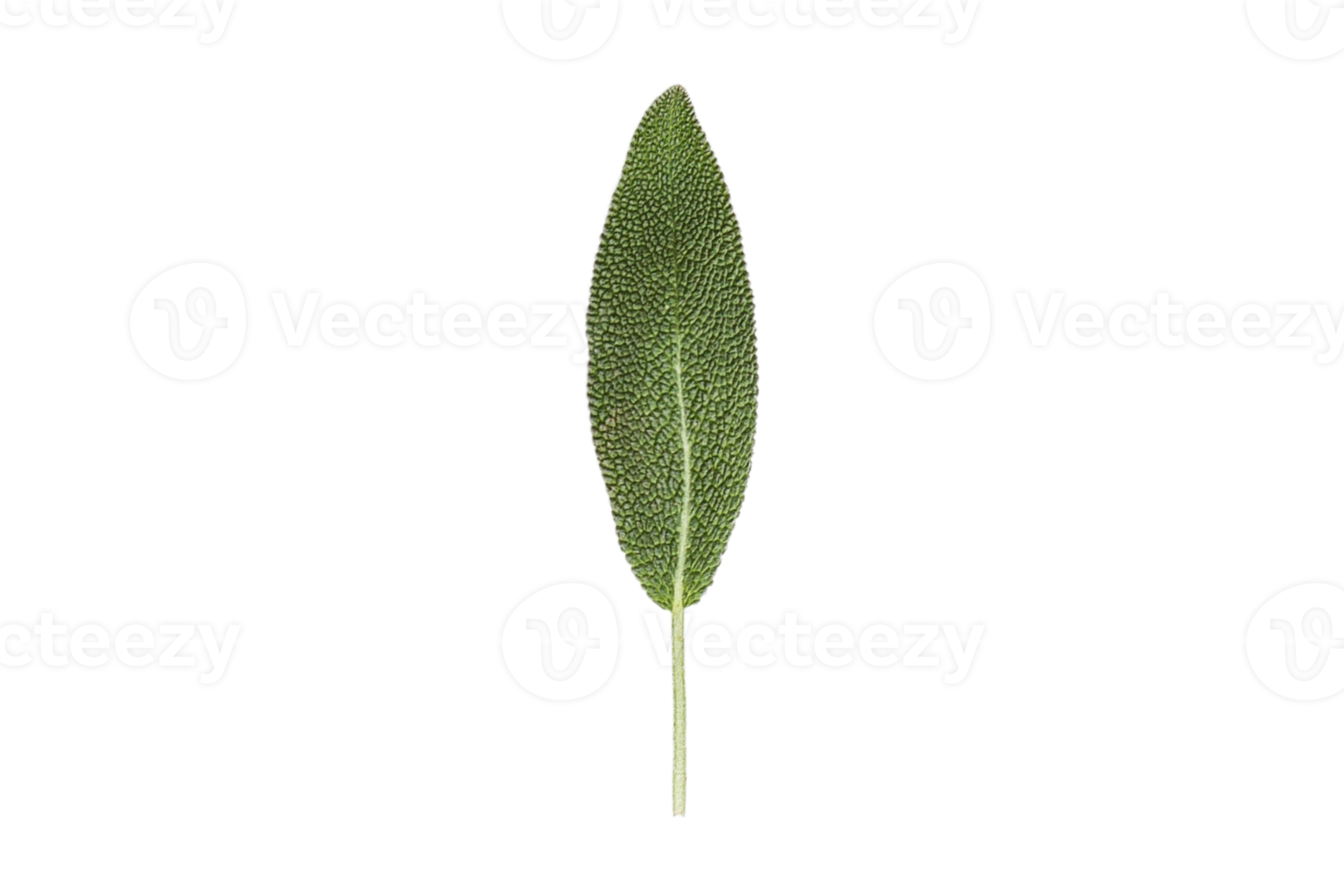 Sage leaf isolated on a transparent background 21275206 PNG