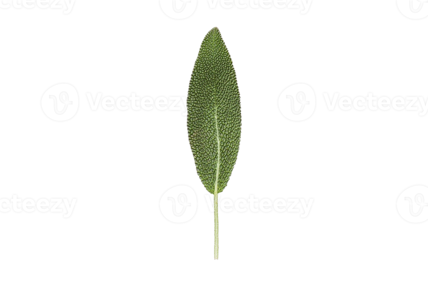 Sage leaf isolated on a transparent background png