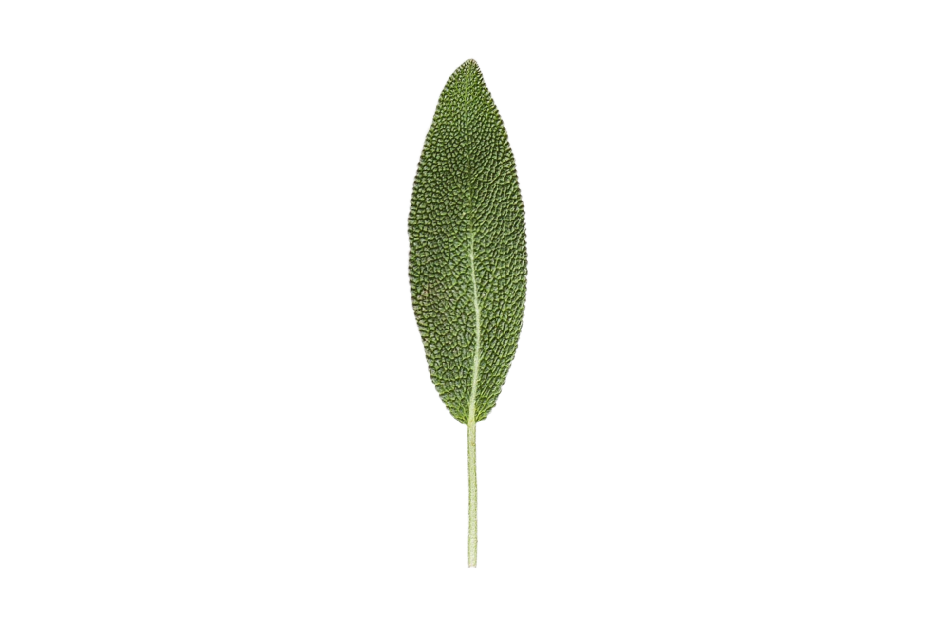 Sage leaf isolated on a transparent background 21275206 PNG