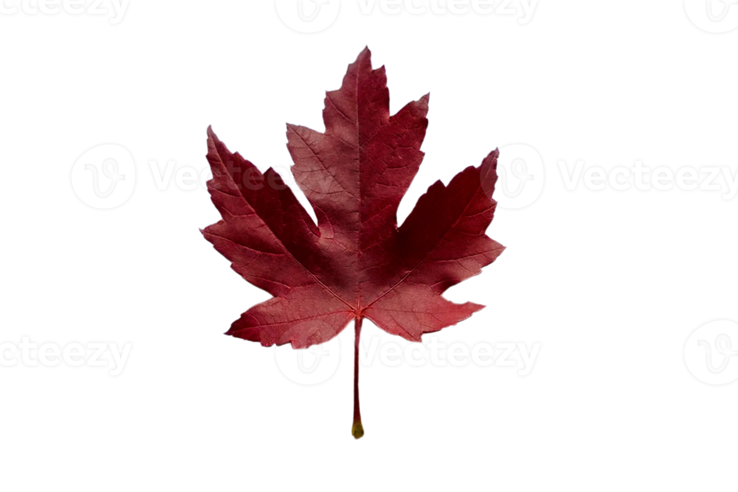 Red leaf tree isolated on a transparent background png