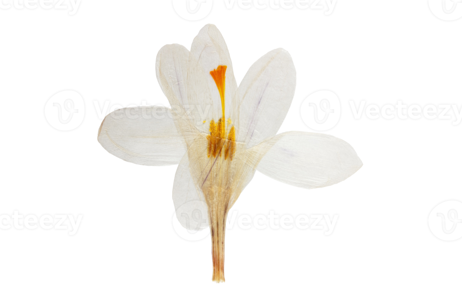 Weiß Blume isoliert auf ein transparent Hintergrund png