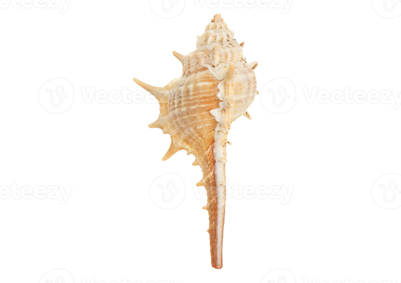 Seashell decoration isolated on a transparent background png