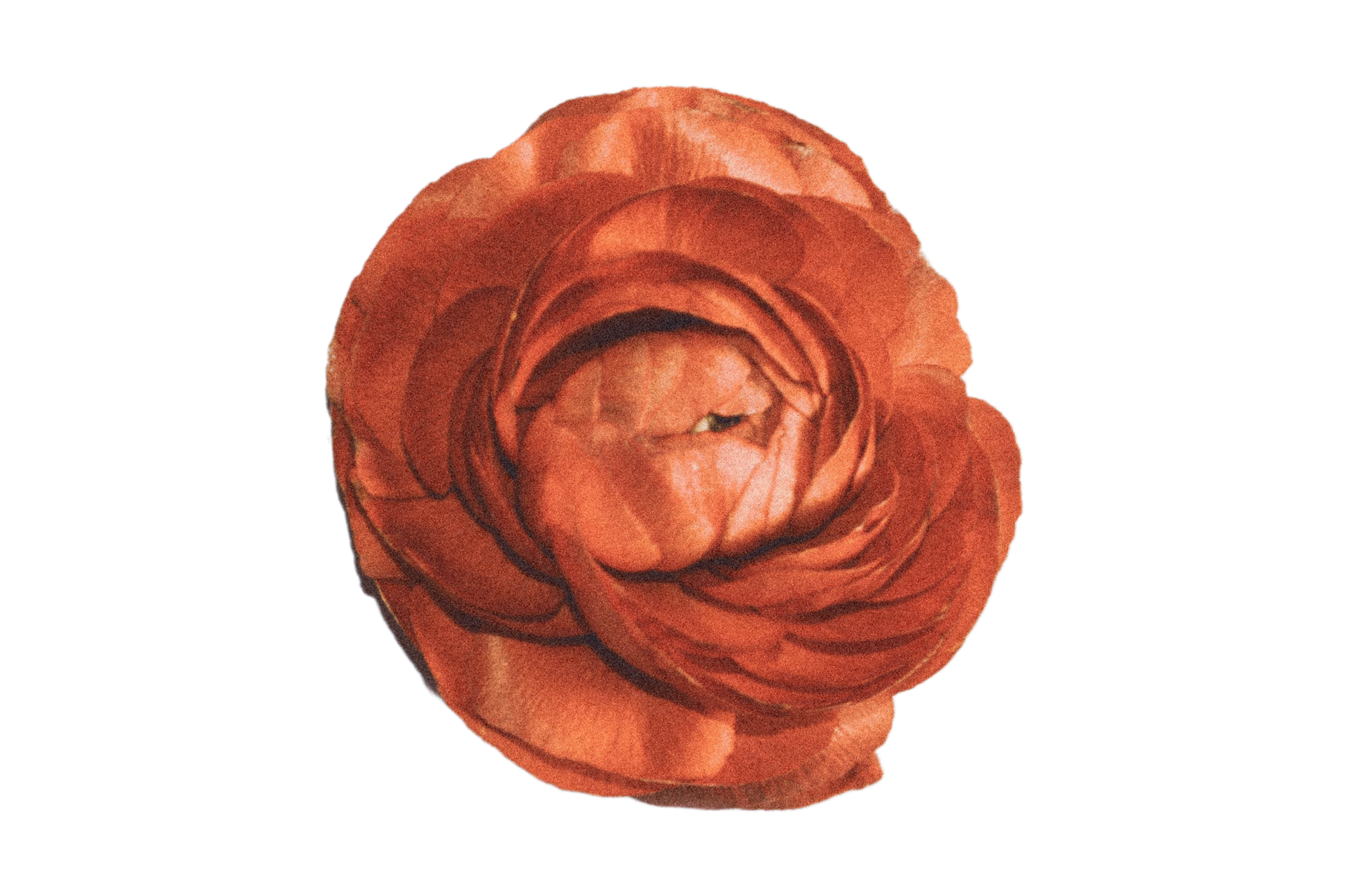 Free Brown flower isolated on a transparent background 21275750 PNG