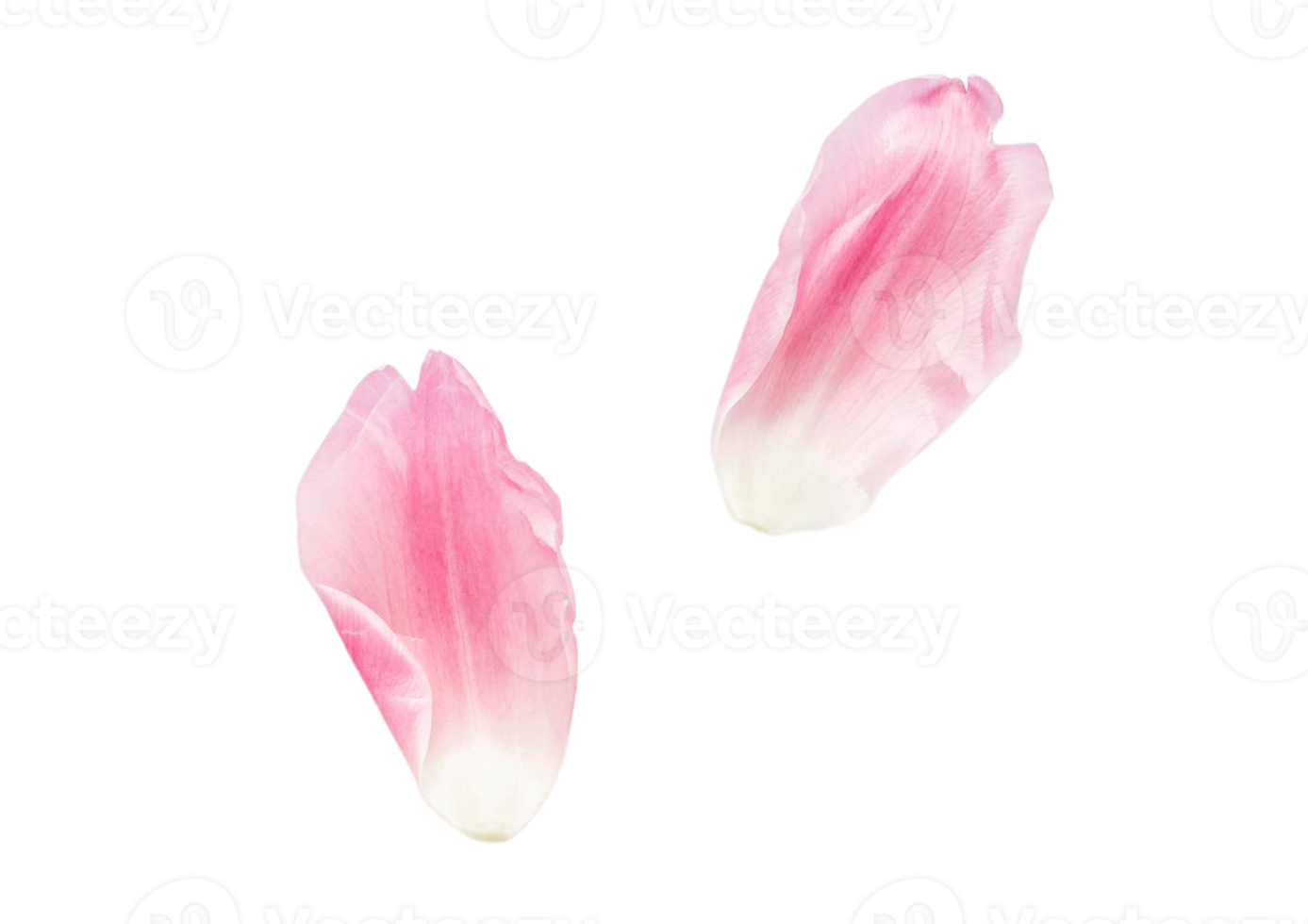 Pink petals of roses isolated on a transparent background png