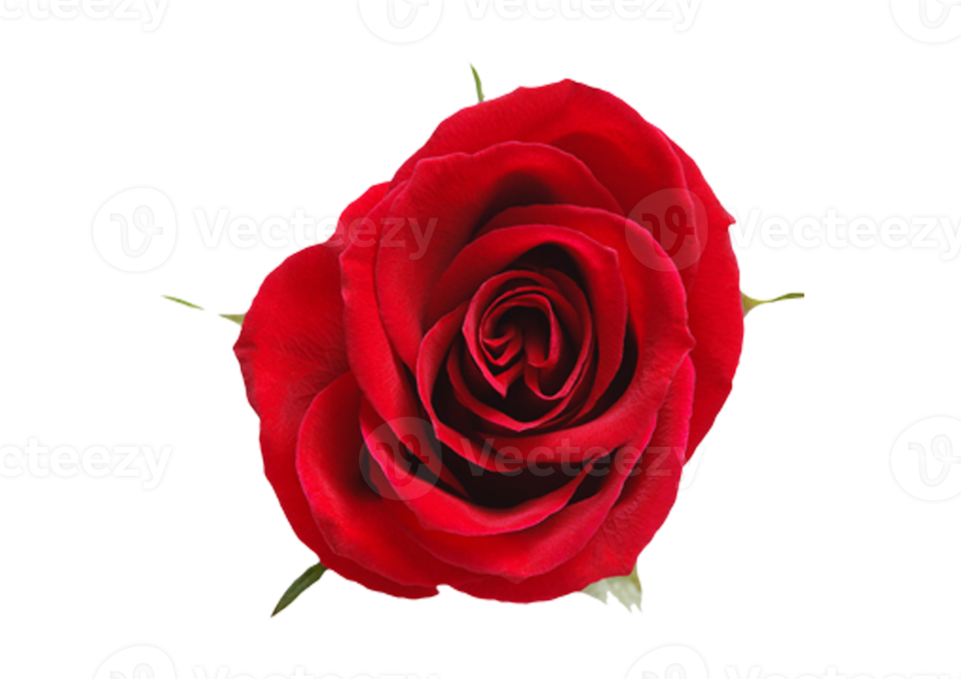 Rose flower isolated on a transparent background png