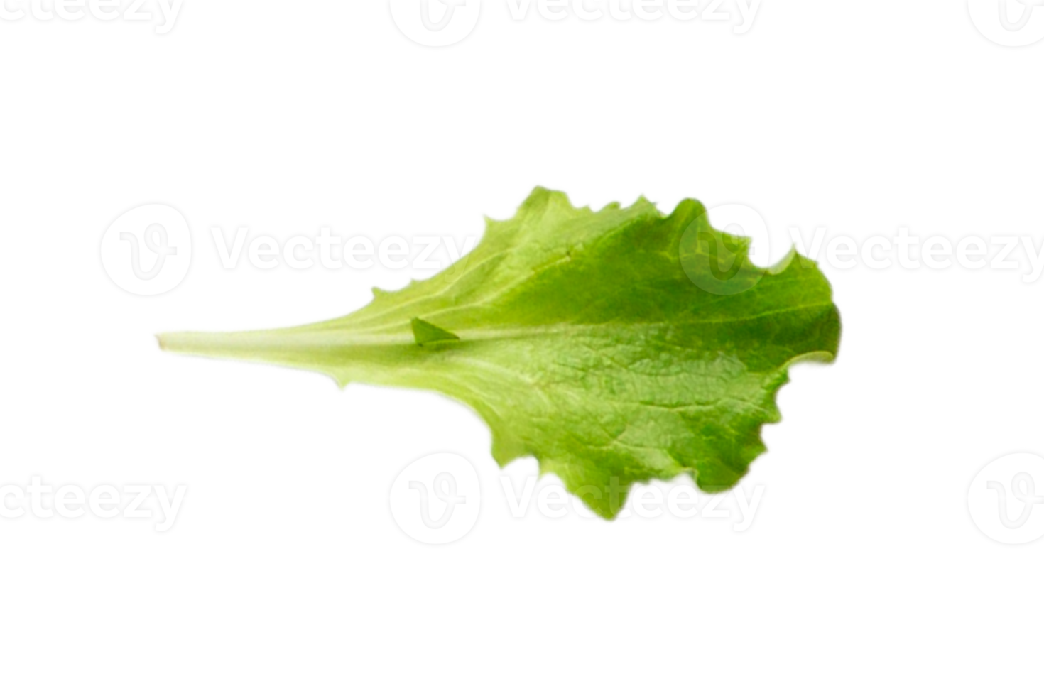 Lettuce leaf isolated on a transparent background png