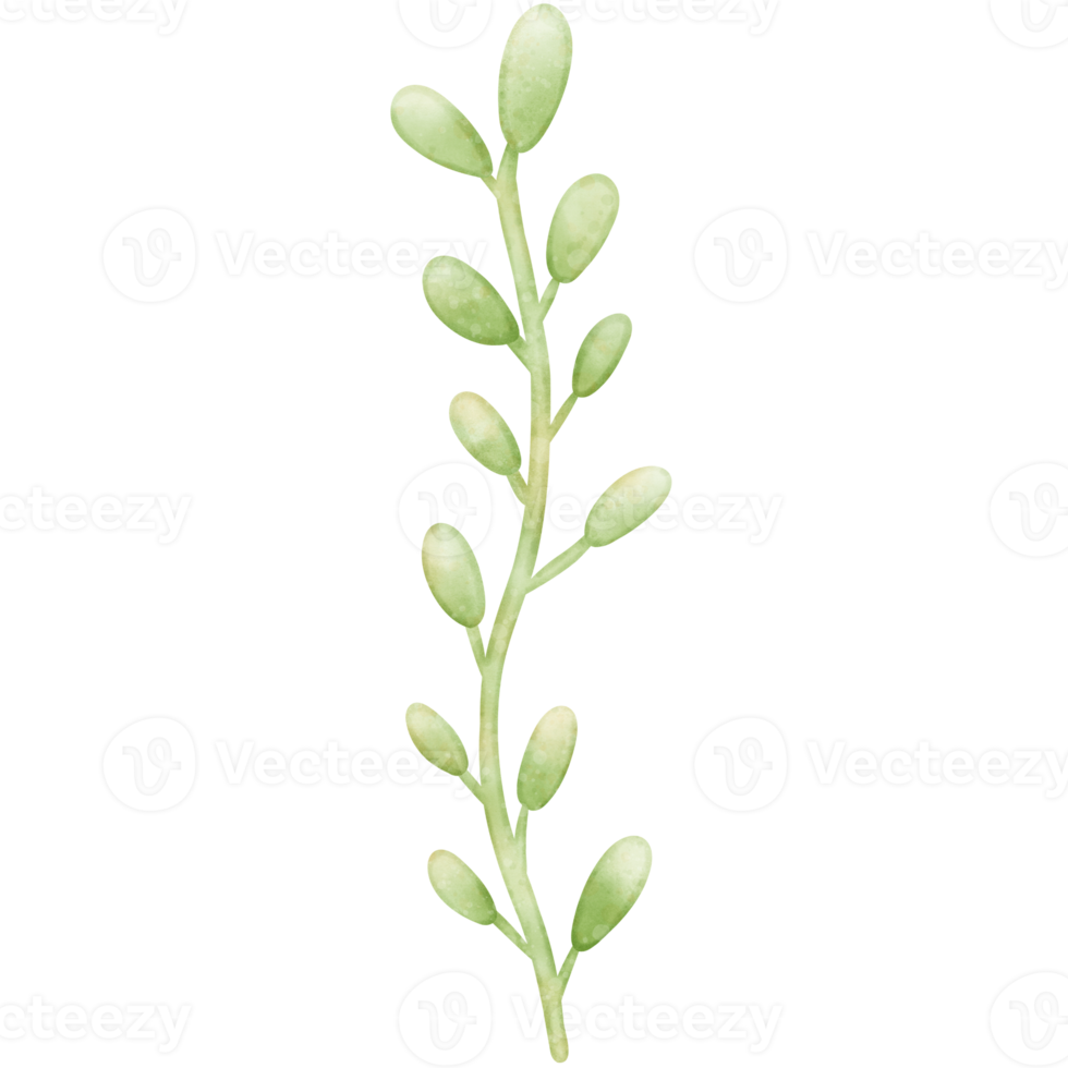 Plant, Sea plant, Seaweed, Sea life illustration png