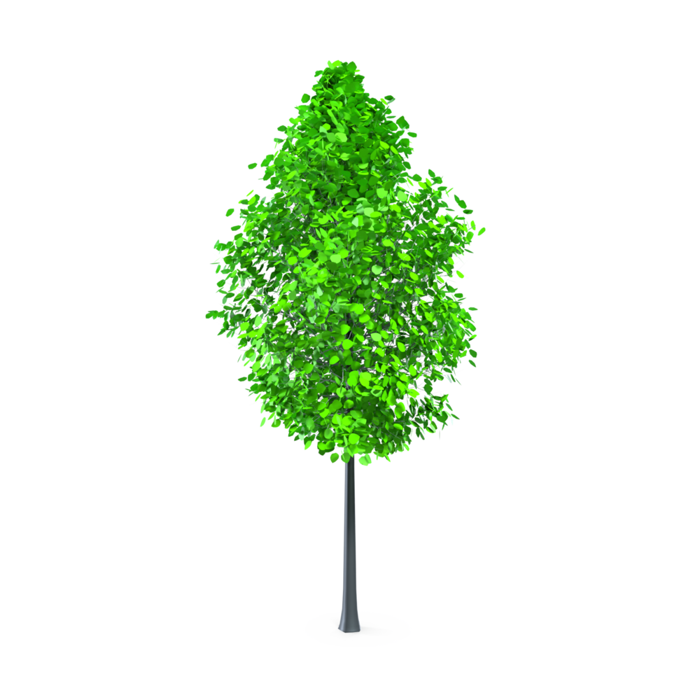 colorato albero isolato su trasparente png