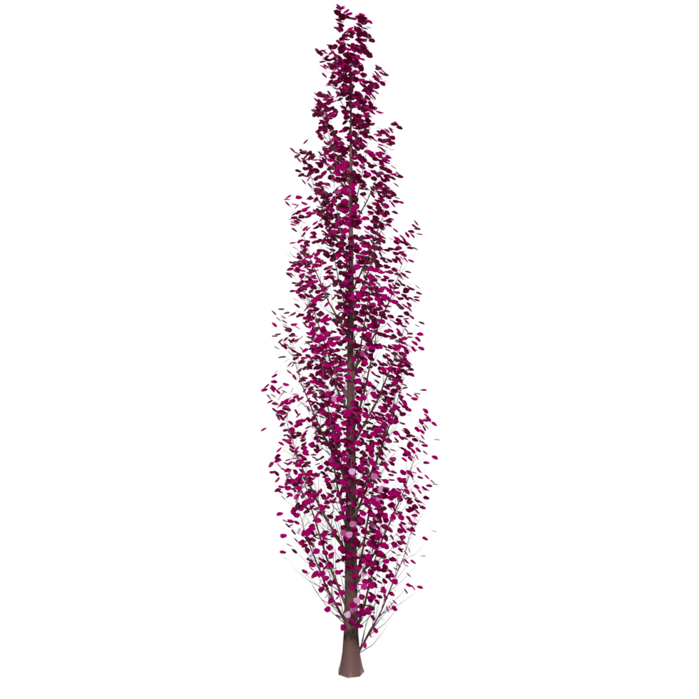 Tree isolated on transparent png