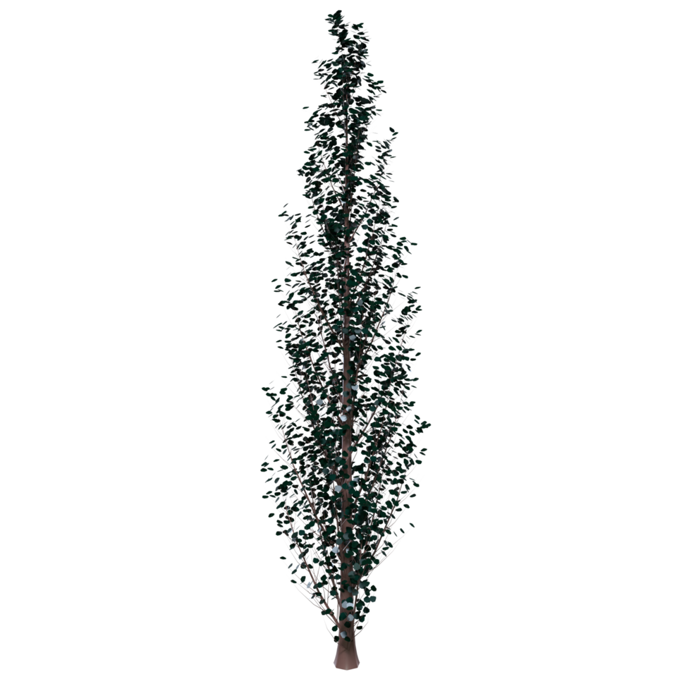Tree isolated on transparent png