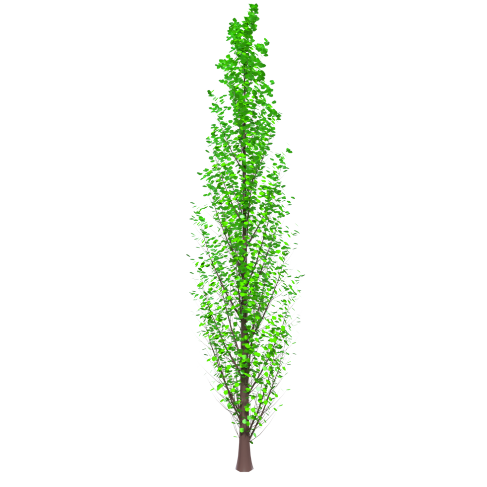 albero isolato su trasparente png