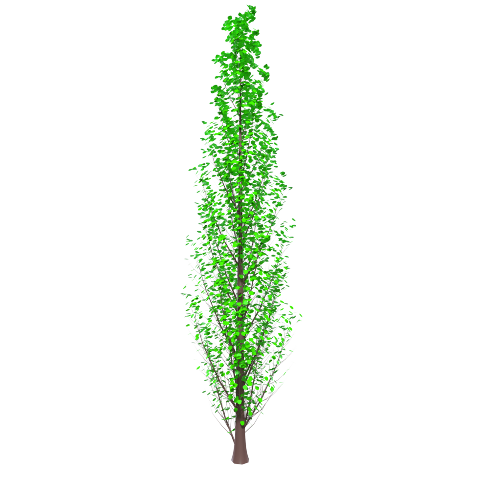 arbre isolé sur transparent png