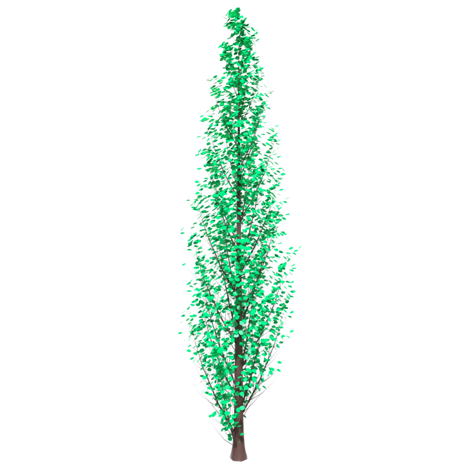 arbre isolé sur transparent png