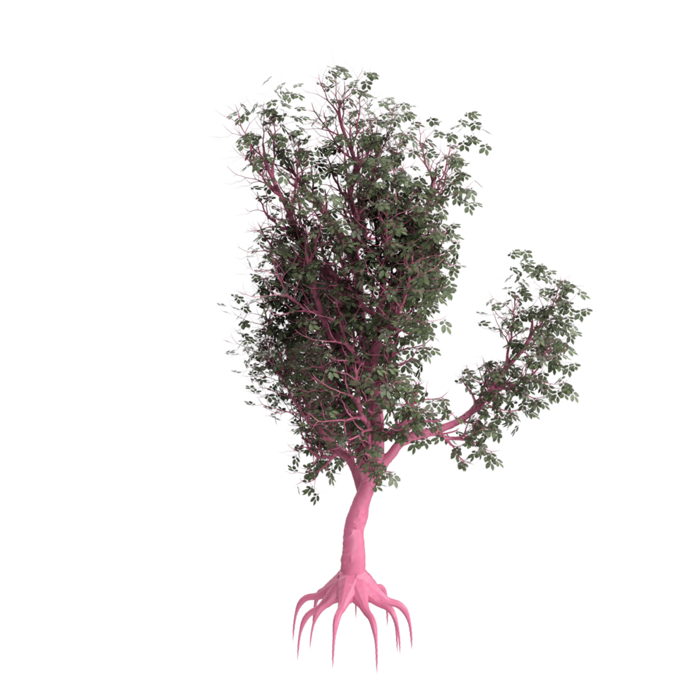 árbol aislado en transparente png