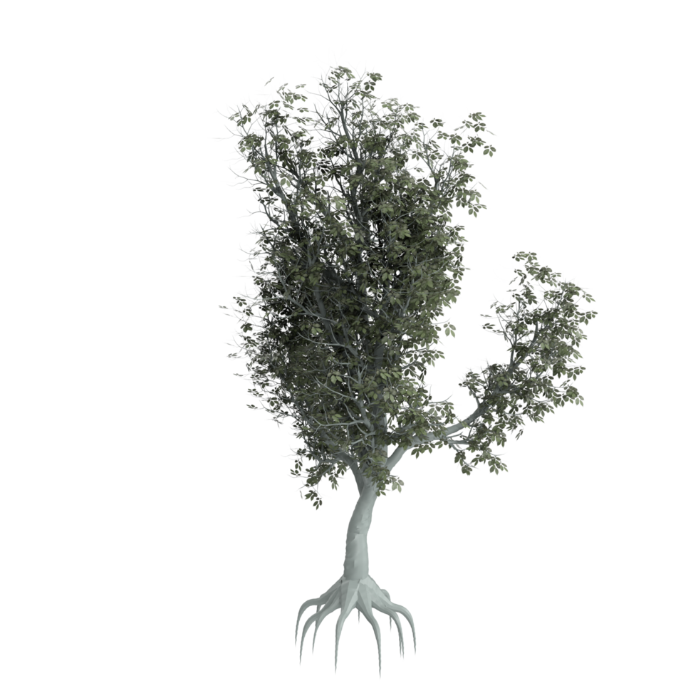 Tree isolated on transparent png