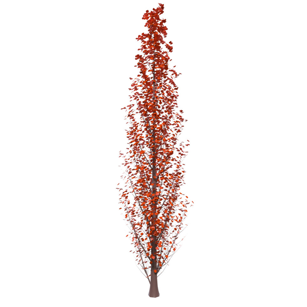 Tree isolated on transparent png