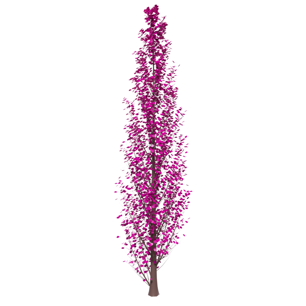 Tree isolated on transparent png