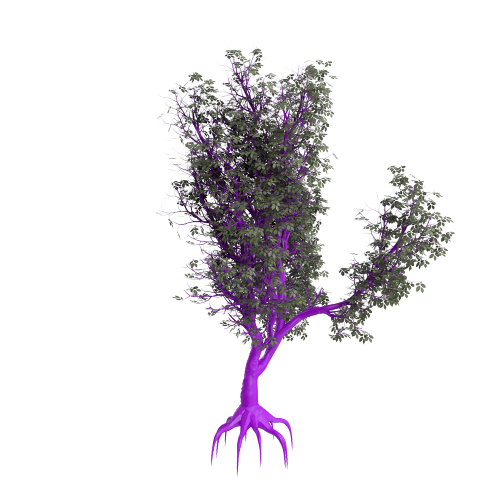 arbre isolé sur transparent png