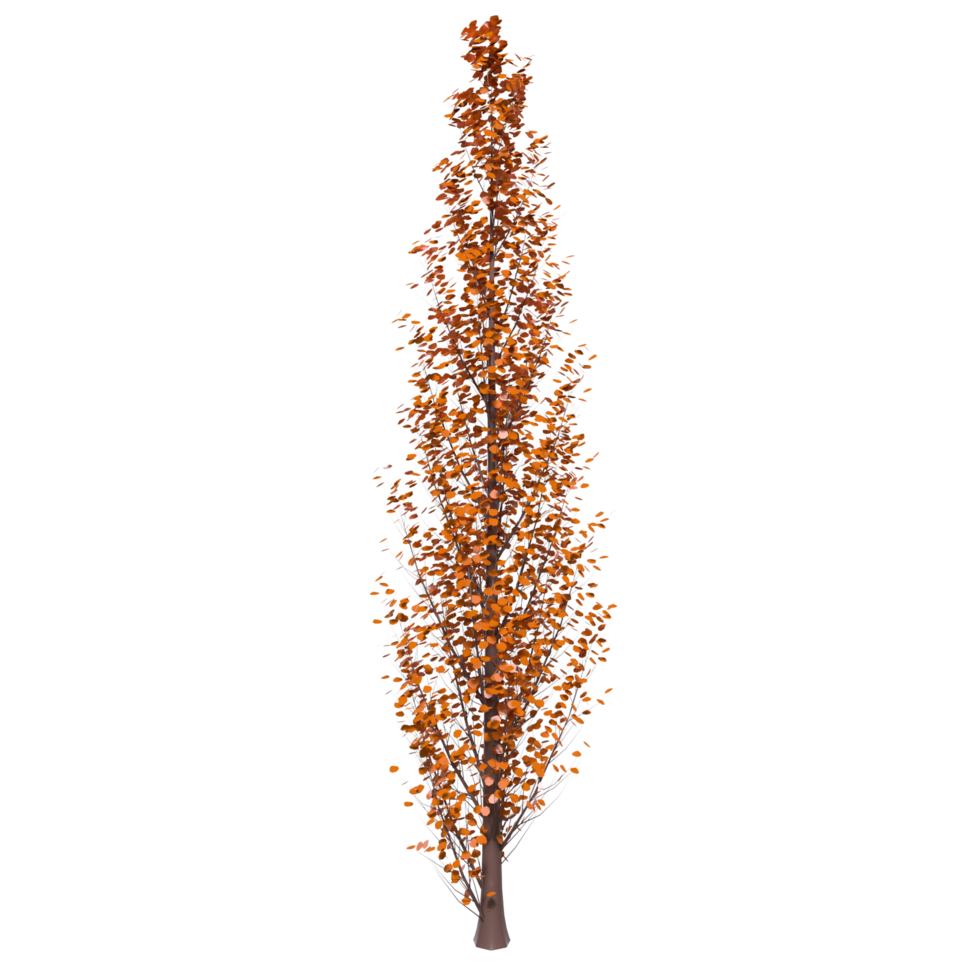 Tree isolated on transparent png