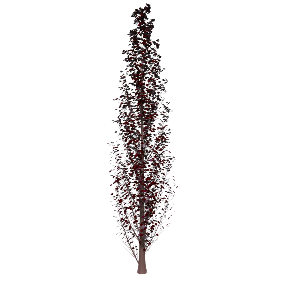 Tree isolated on transparent png