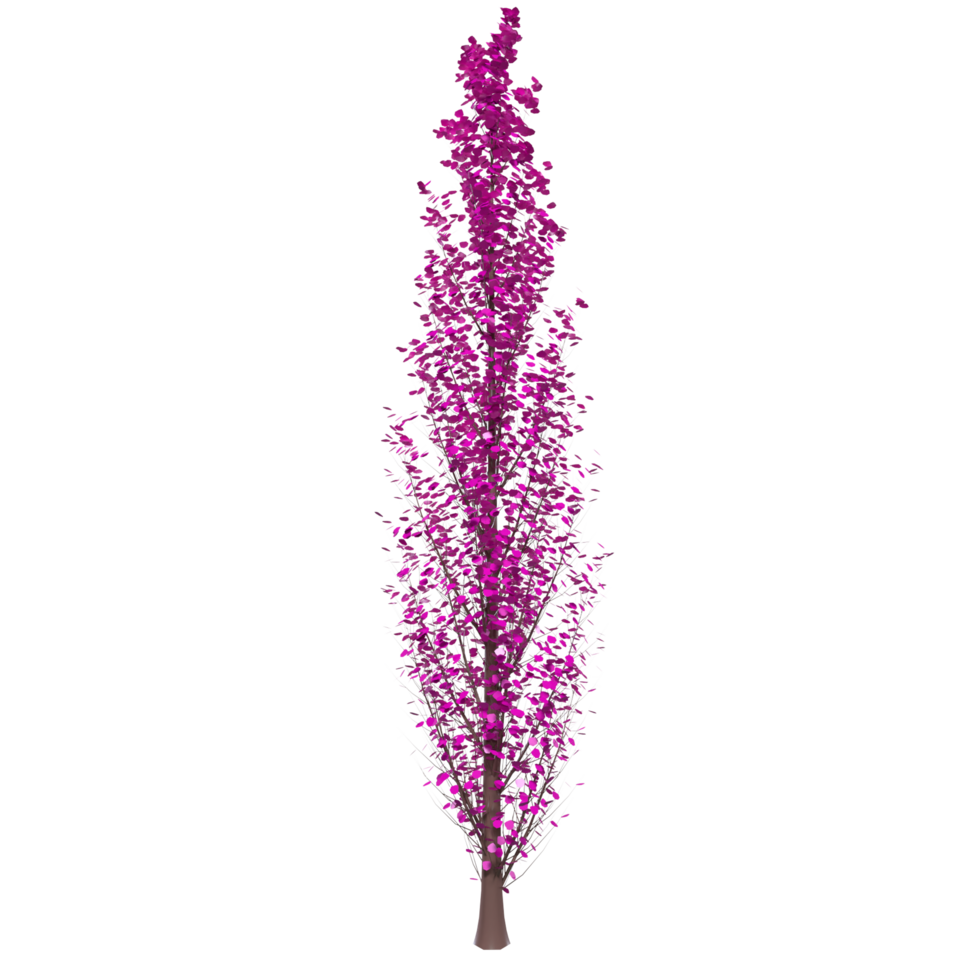 Tree isolated on transparent png