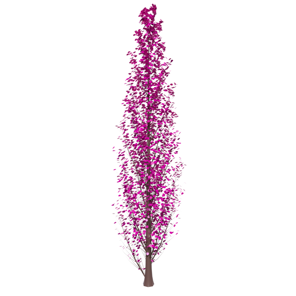 Tree isolated on transparent png