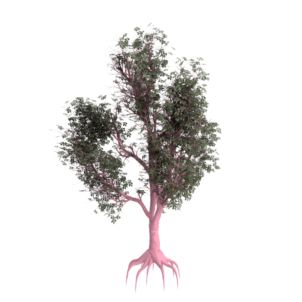 arbre isolé sur transparent png