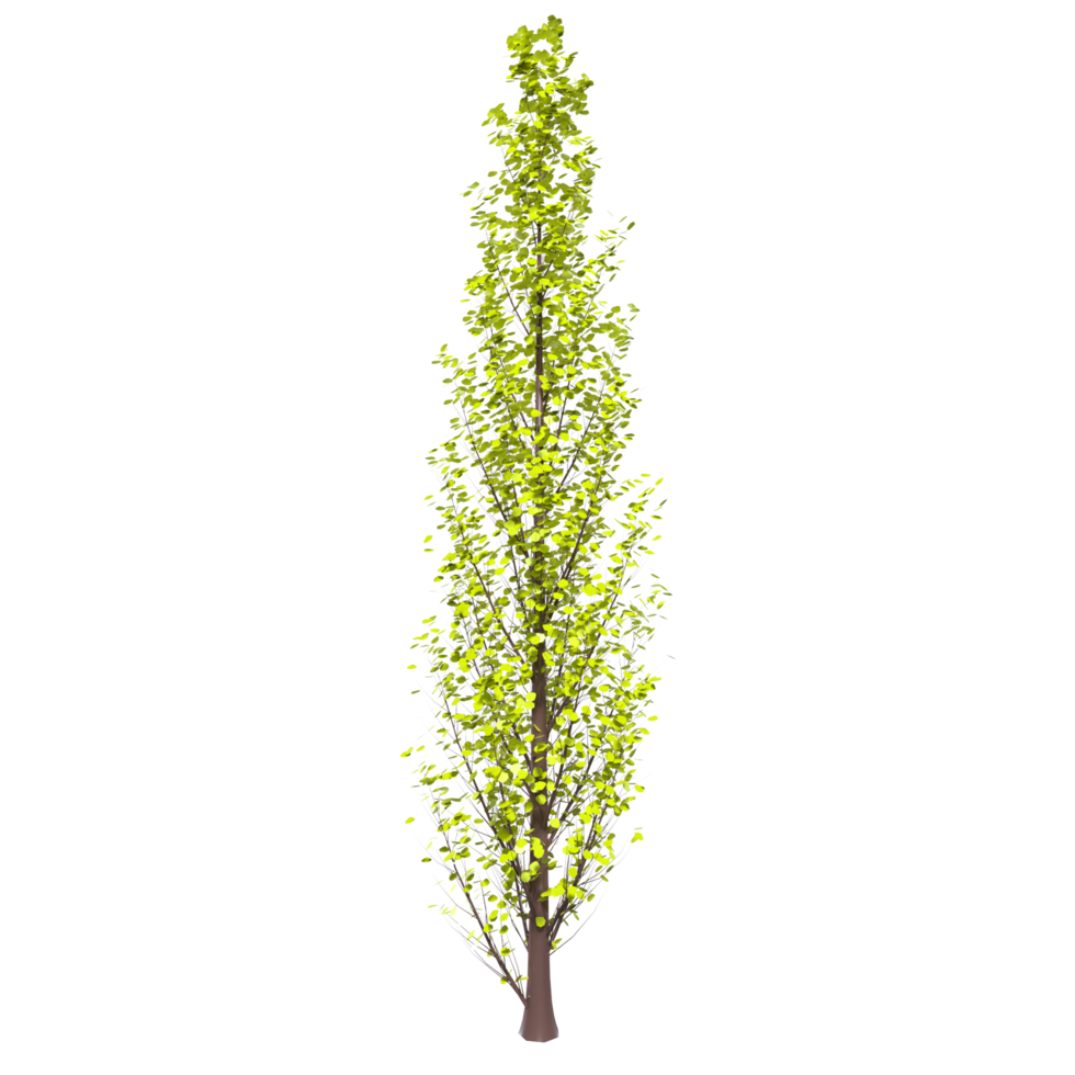 Tree isolated on transparent png