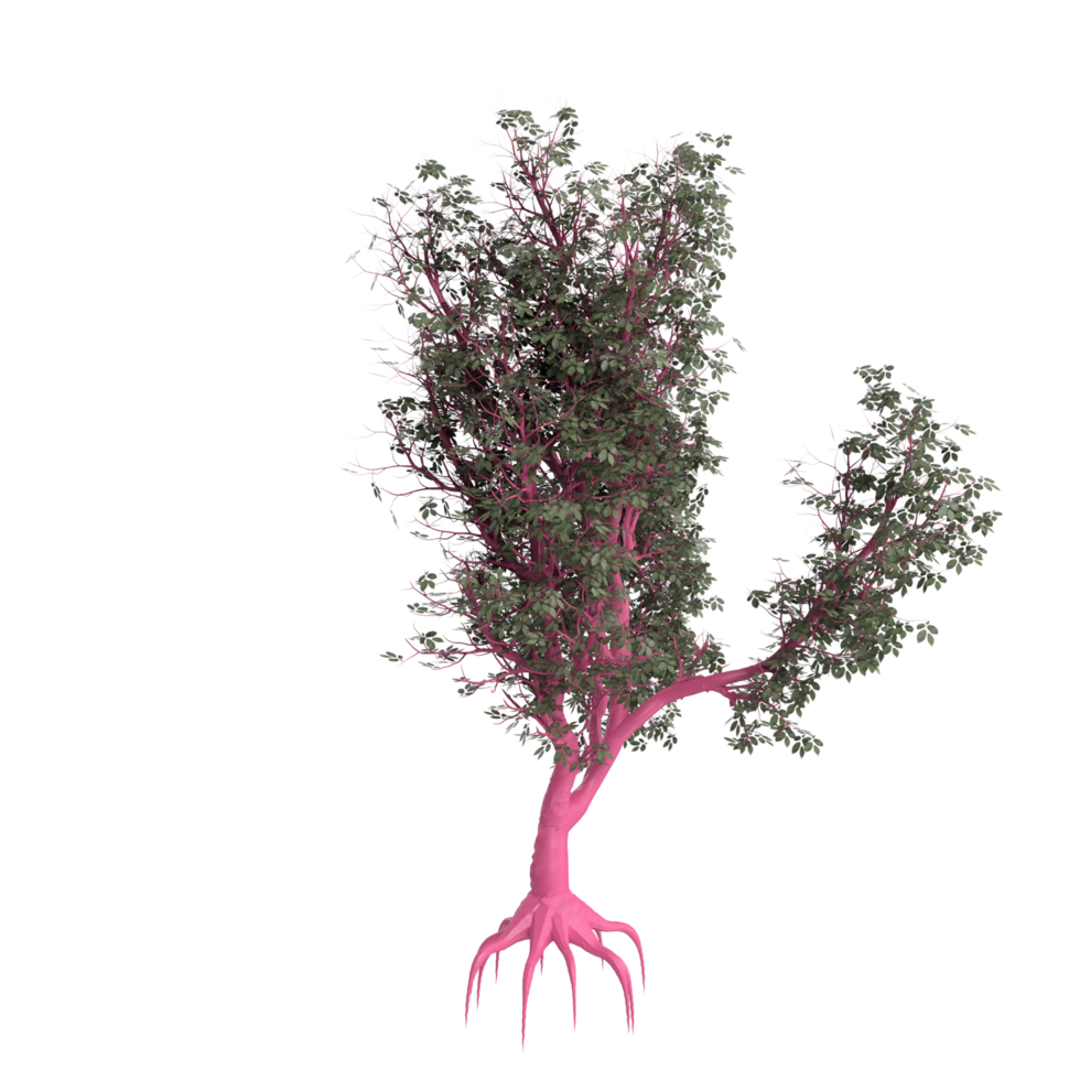 Tree isolated on transparent png